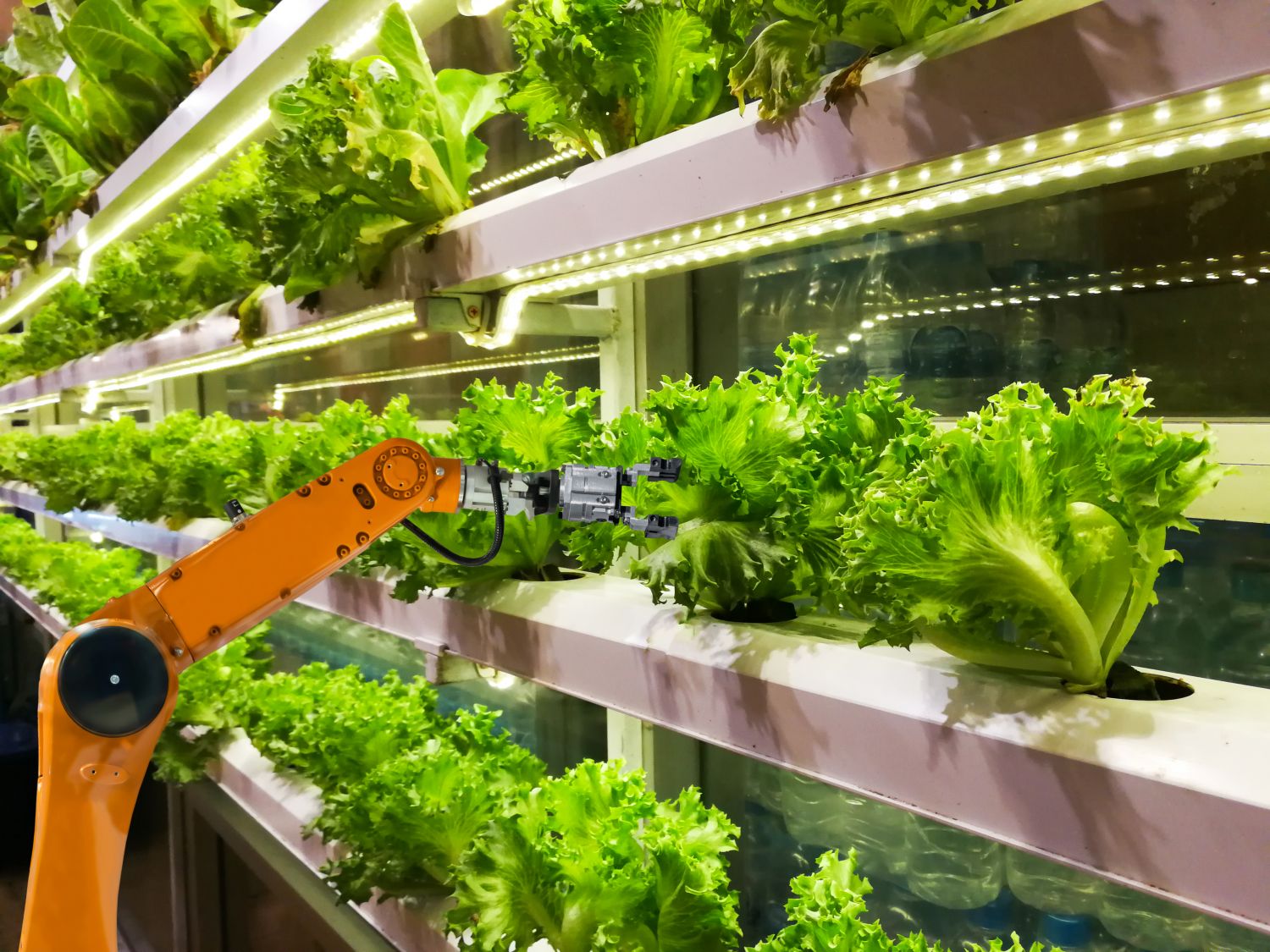 Ein Roboterarm bewirtschaftet Salatpflanzen im Gewächshaus. Thema: Landwirtschaft 4.0.
